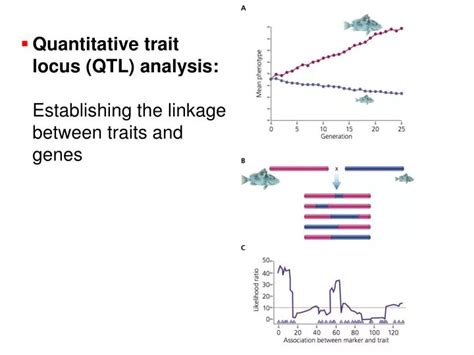 PPT Quantitative Trait Locus QTL Analysis Establishing The Linkage