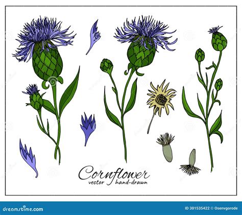 Cornflower Wild Plant Centaurea Cyanus Blue Corn Flower Bachelor S