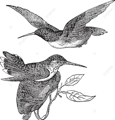 Anna S Hummingbird Or Calypte Anna Vintage Engraving Atthis Beak Aves