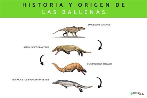 Actualizar Imagen Ancestro Comun Del Cocodrilo Abzlocal Mx