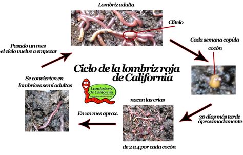 Aprendamos De La Vida De La Lombriz As Seremos Mejores Productores