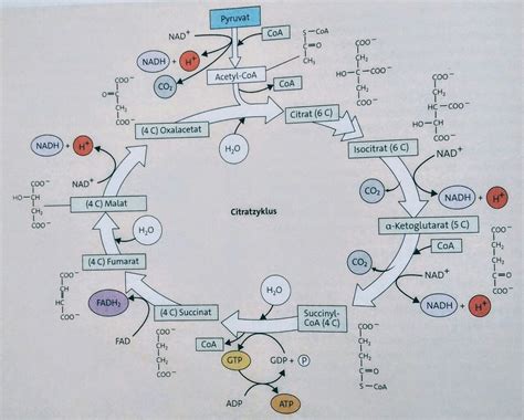 Schaubild Citratzyklus Quizlet