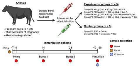 Ijms Free Full Text Safety And Immunogenicity Of A Chimeric Subunit