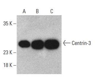 Centrin Antibody E Western Blotting Image