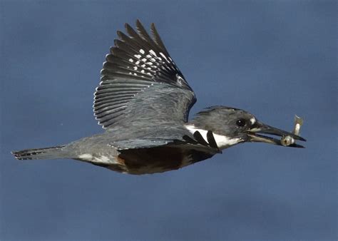 Belted Kingfisher San Diego Bird Spot