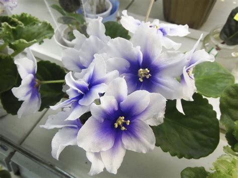 Humako Inches Фиалка Фото – Telegraph