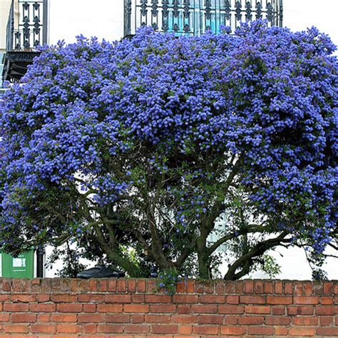 Arboles Antuvivero