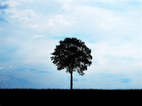 Media - Tree | CreationSwap