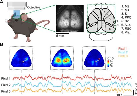 Characterizing Cortex Wide Dynamics With Wide Field Calcium Imaging