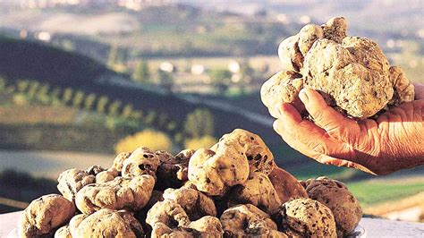 White Truffle Season 2024 - Mimi Susann