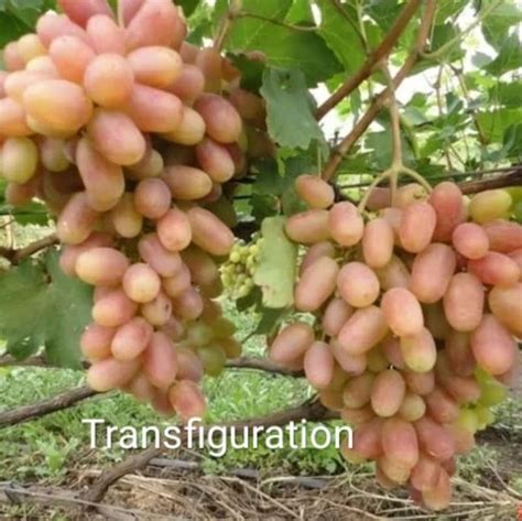 Jual Bibit Tanaman Anggur Import Transfiguration Cirebon Terlaris