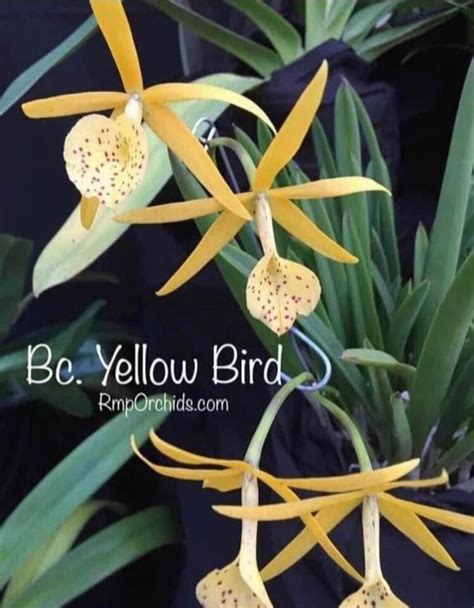 Bc Yellow Bird Brassavola Nodosa X Bc Richard Mueller Yellow