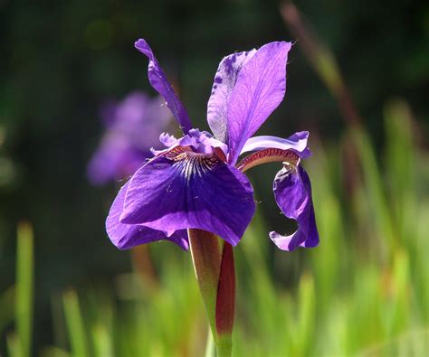 purple iris  stock photo public domain pictures