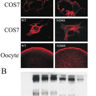 Reduced surface expression of N206S. A, representative images from two ...
