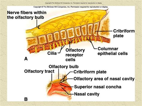 Copyright The McGraw-Hill Companies, Inc - ppt download 