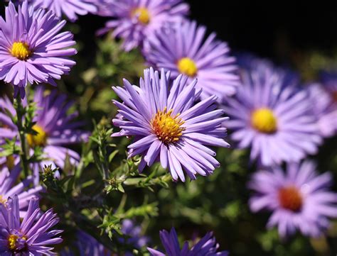 How to Grow & Care for Aster: A Comprehensive Guide