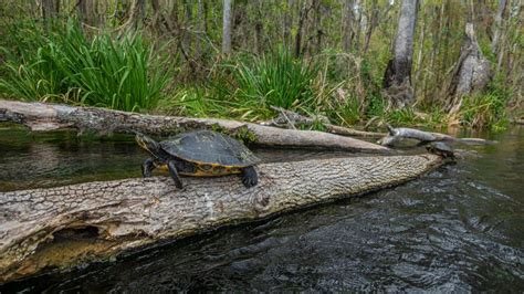 12 Best Hikes In Tampa You Shouldnt Miss Florida Trippers