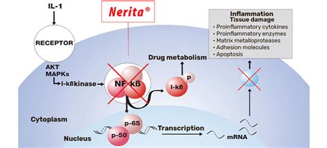 Nerita Vemax Pharma