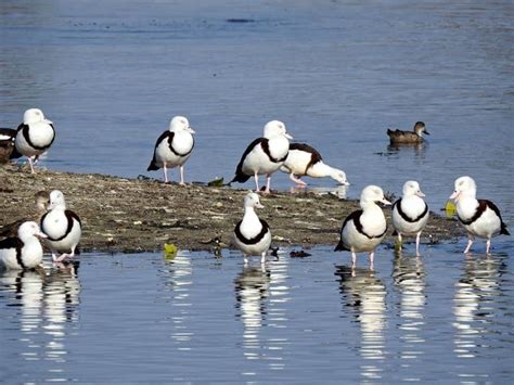 St Lawrence Wetlands - best camping between Sarina and Rocky - Travel ...