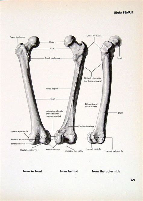 Human bones, Anatomy, Anatomy bones