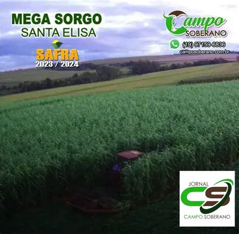 Venda De Sementes De Mega Sorgo Santa Elisa Para Silagem Em Alta