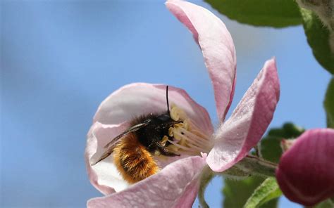 Deutsche Wildtier Stiftung Erfolgreicher Wildbienenschutz In Berlin