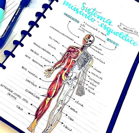 Sistema Muscular