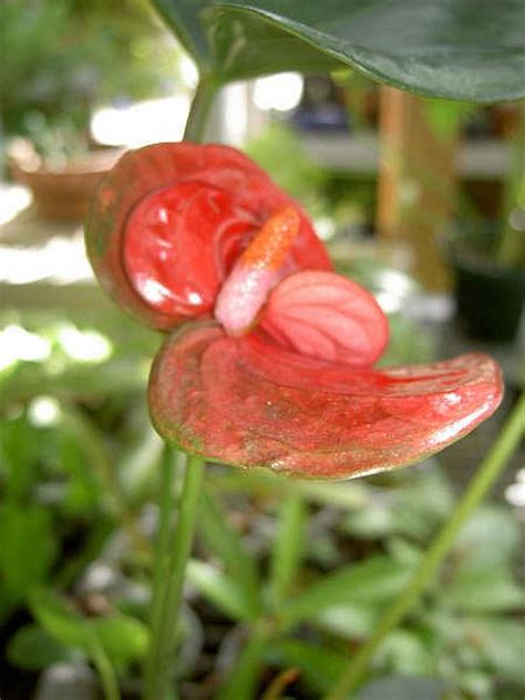 Aroid Forum Anthurium With Double Spathe