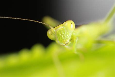 New Zealand Praying Mantis New Zealand Praying Mantis Or Flickr