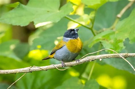 Amazing Bird Watching Safari In Akanyaru Wetland Rwanda