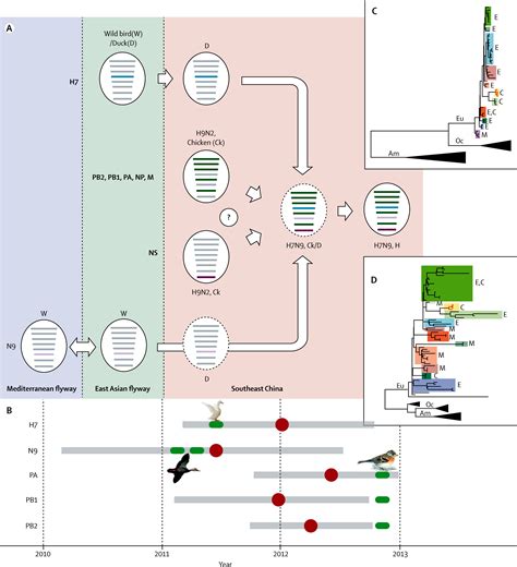 Origin And Diversity Of Novel Avian Influenza A H7N9 Viruses Causing