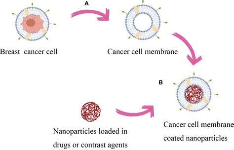 Frontiers Research Progress Of Cancer Cell Membrane Coated