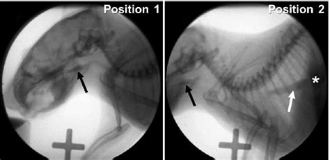 Low Energy Fluoroscopy System Images Of A Mouse Obtained Using A Low