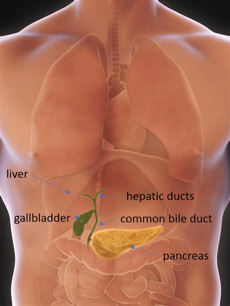 Gallbladder Removal Surgery Cholecystectomy Patient Information