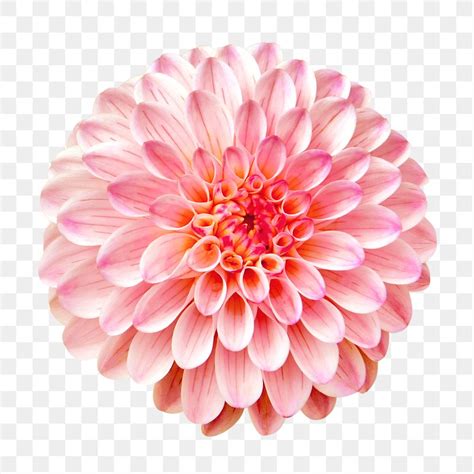 Pink flower png, ball dahlia | Free PNG - rawpixel