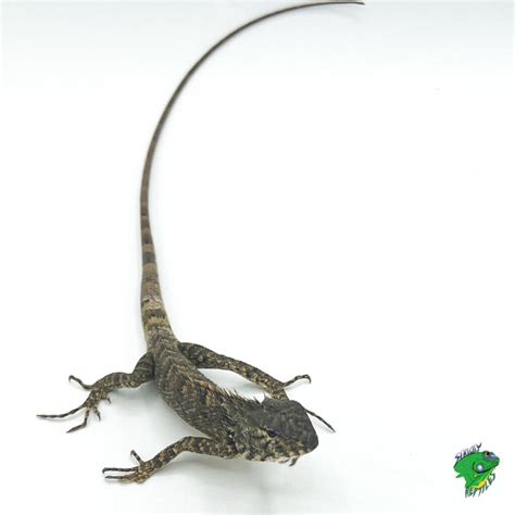 Indonesian Giant Sailfin Dragon - adult female - Strictly Reptiles