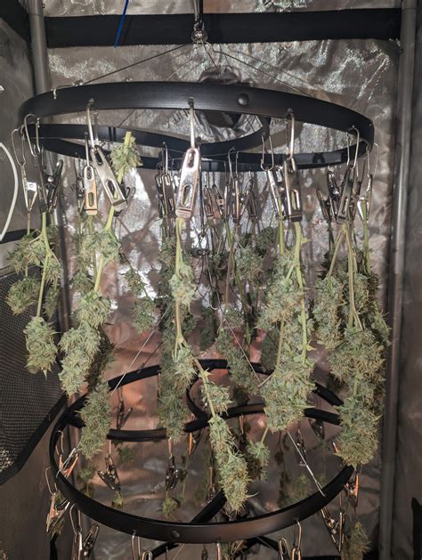 Jean-O's Genetics grow diary (journal) harvest10 by BBhykiem1 - GrowDiaries