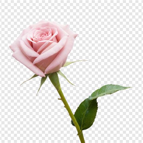 Premium PSD | A pink rose is shown on a transparent background