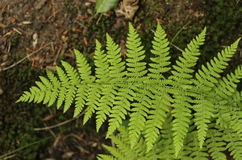 Types of Ferns: Different Varieties of Indoors and Outdoors Fern Plants ...