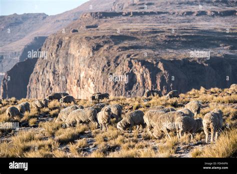 Sheep Grazing On A Mountain Top In Lesotho Africa Stock Photo Royalty