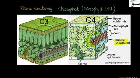 Kranz Anatomy Of C4 Plants