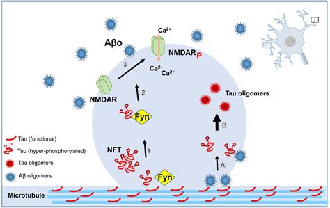 Frontiers Tau Oligomers The Toxic Player At Synapses In Alzheimers