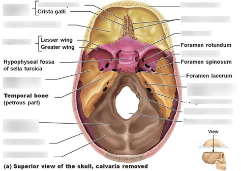 Cranial Fossa Diagram Quizlet