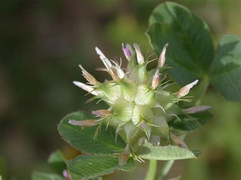 Trifolium Spumosum L Portale Della Flora D Italia Portal To The