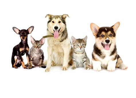 Dog Breeds Diversity Verses Cats Breeds Explainer