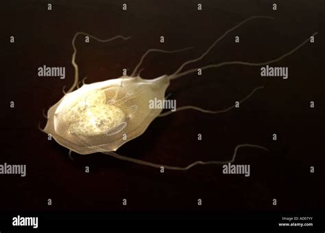 Giardia Duodenalis Hi Res Stock Photography And Images Alamy