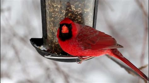 Cardinal At Bird Feeder Youtube