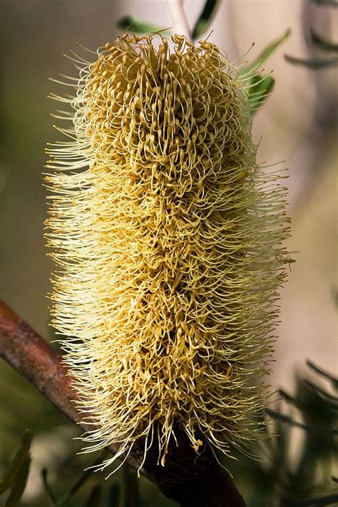 Banksia marginata | Small shrubs, Australian plants, Shrubs