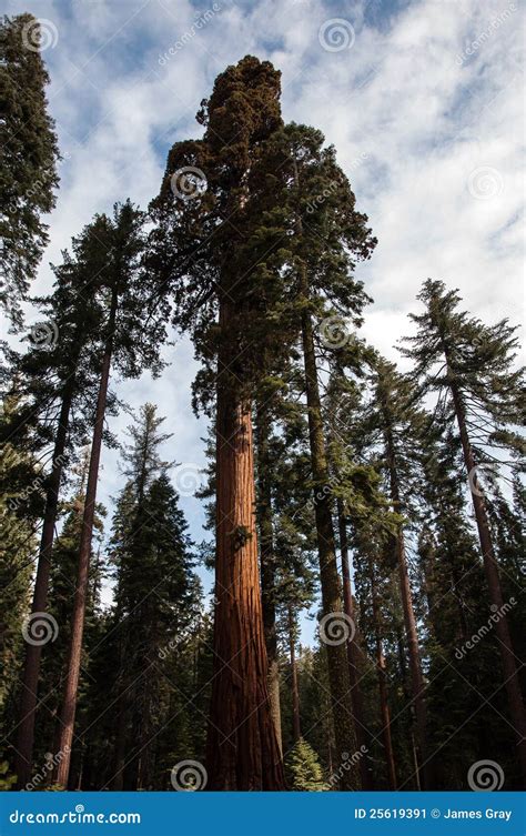 Forest of redwood trees stock image. Image of trees, wooded - 25619391