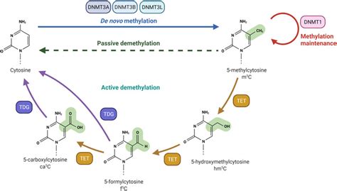 Frontiers The Methylation Game Epigenetic And Epitranscriptomic